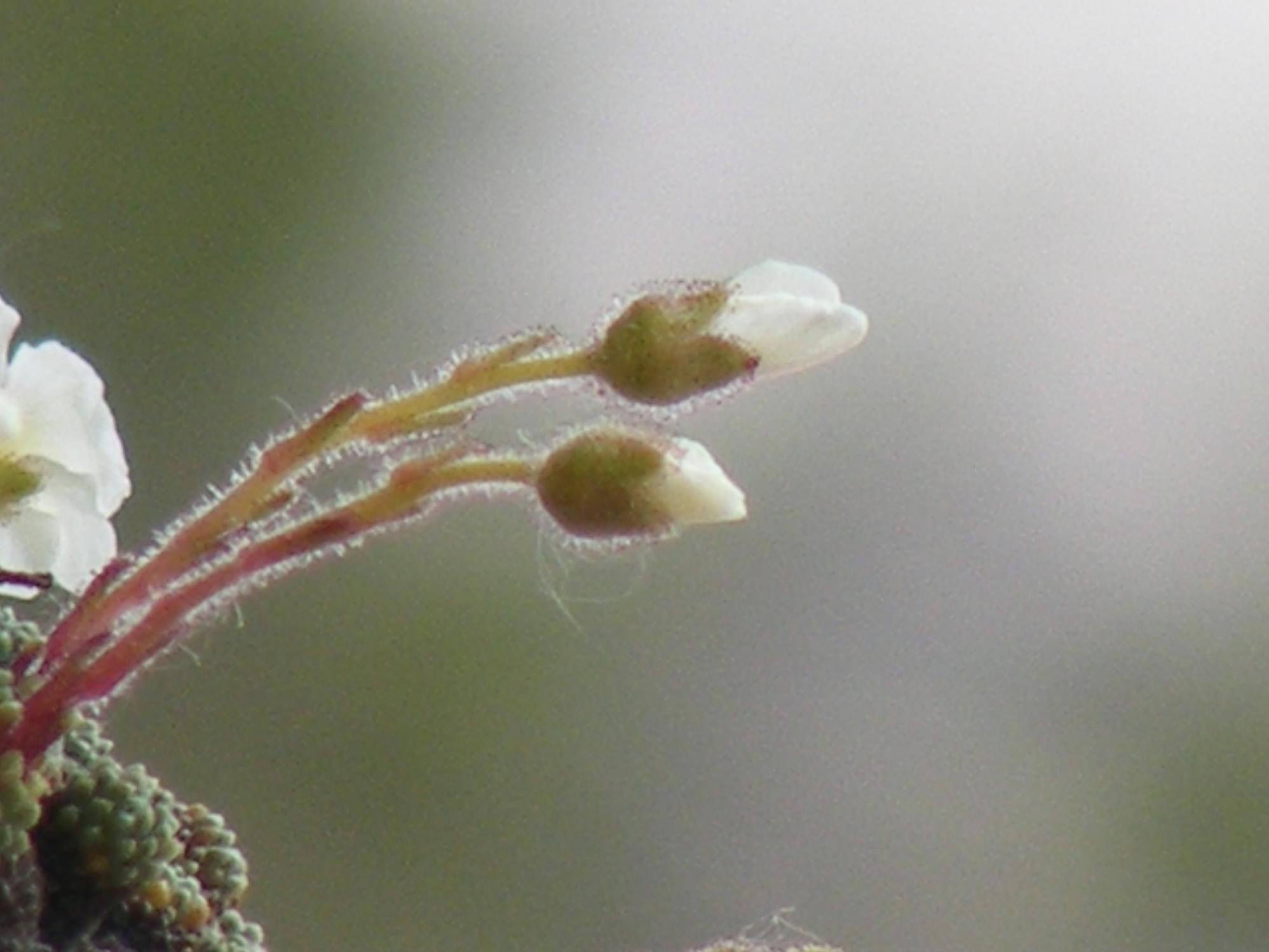 Saxifraga tombeanensis / Sassifraga del Monte Tombea